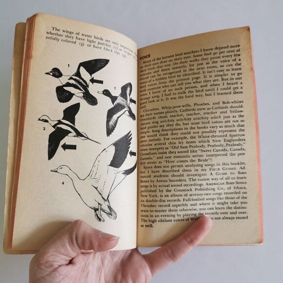 1957 How to Know the Birds Paperback, Roger Peterson Illustrated Vintage Book - Picture 7 of 10